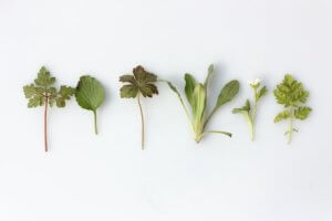 Leaves and stems of herbs for article herbs to help resist alcohol cravings