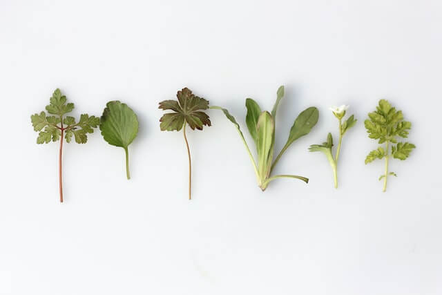 Leaves and stems of herbs for article herbs to help resist alcohol cravings